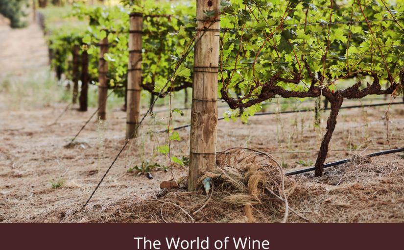 A Journey into the World of Wine